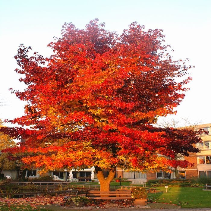 Liquidambar styraciflua (Amberboom) voordelig kopen bij TuinFlora
